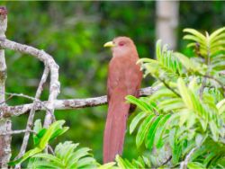 Squirrel Cuckoo